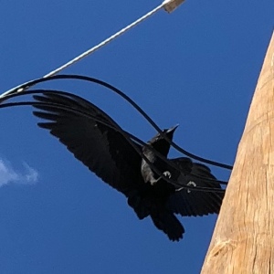 Crow Pole
